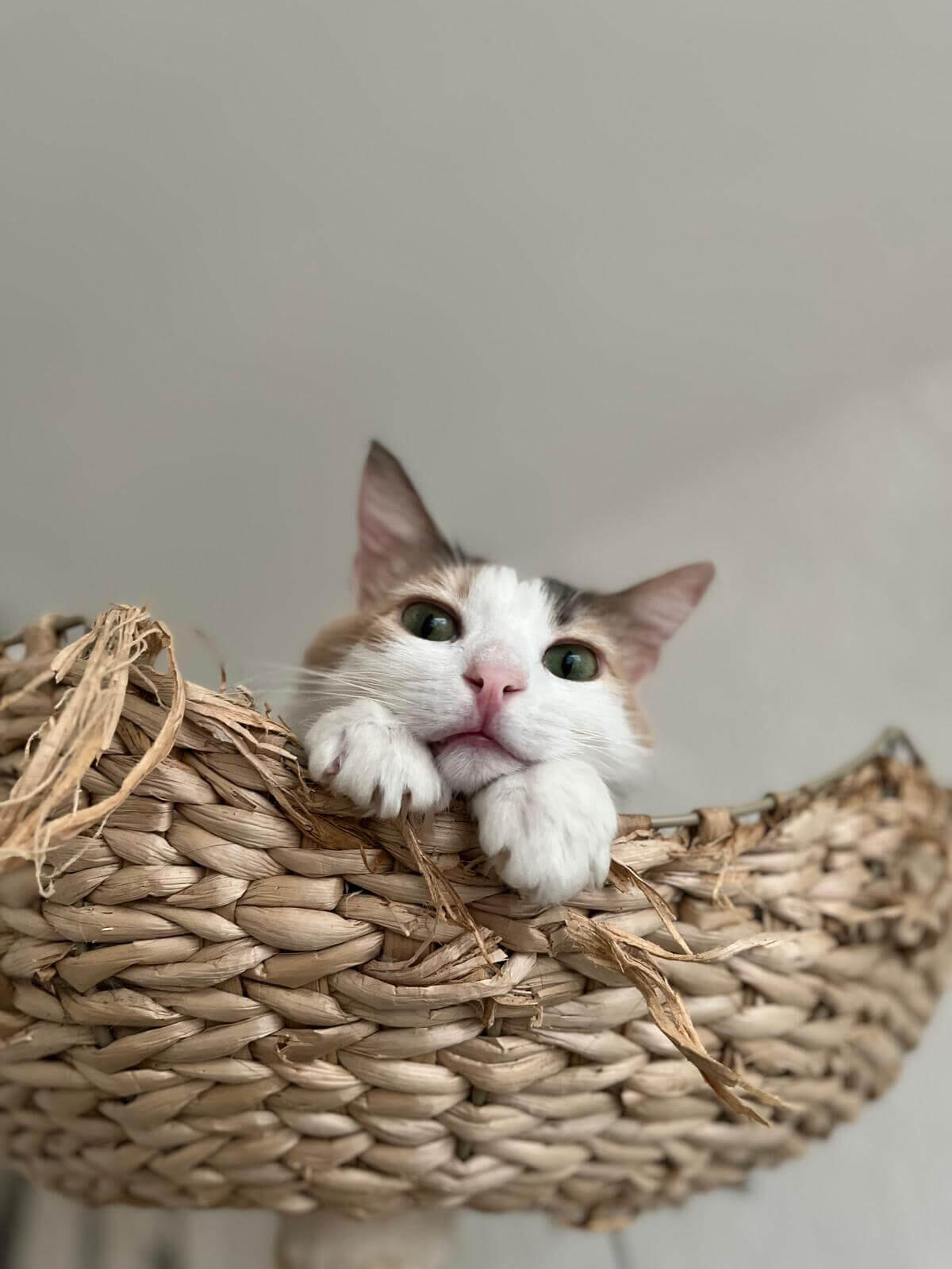 Autumn - Garden Cat Towers