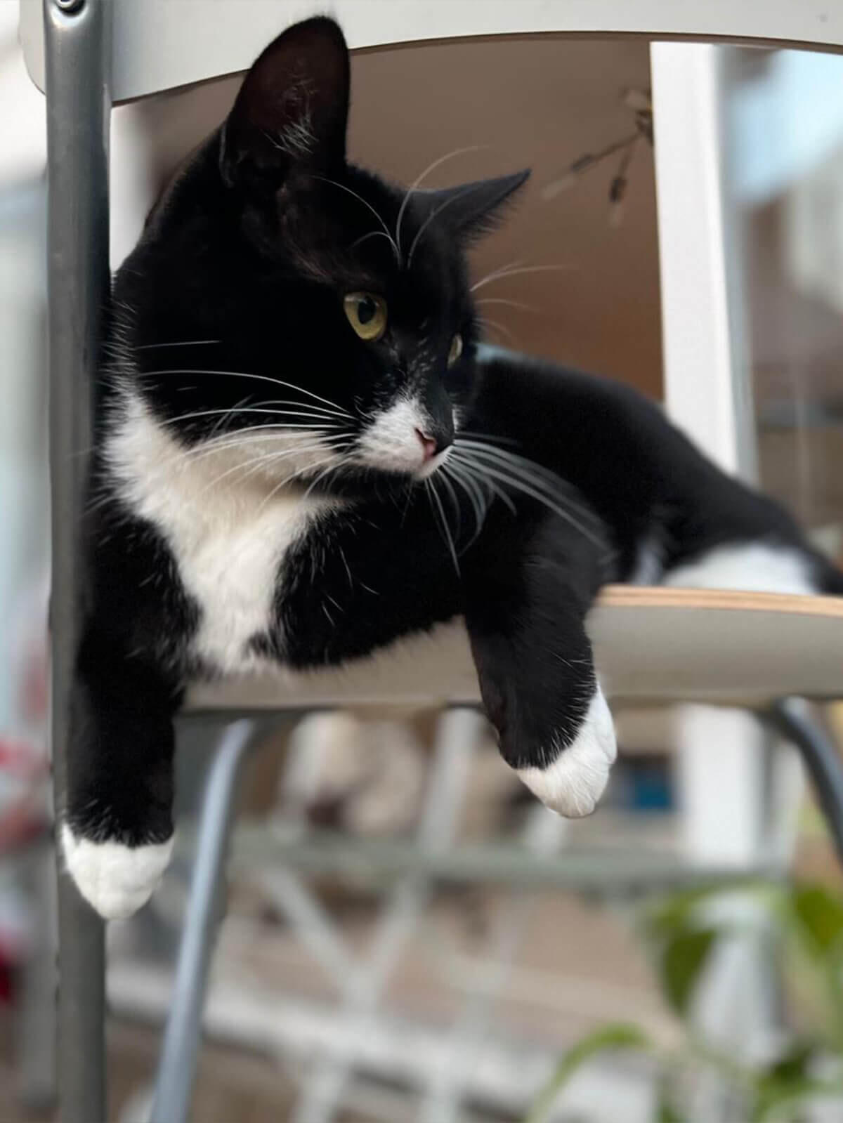 Autumn - Garden Cat Towers